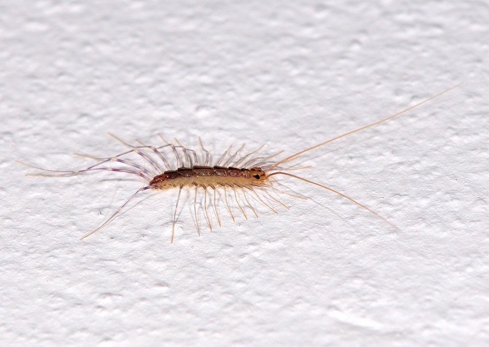 Scutigera coleoptrata